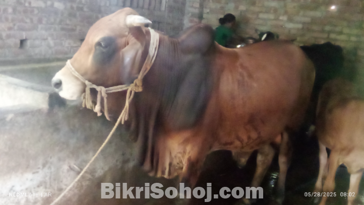 ষাঁড় গরু